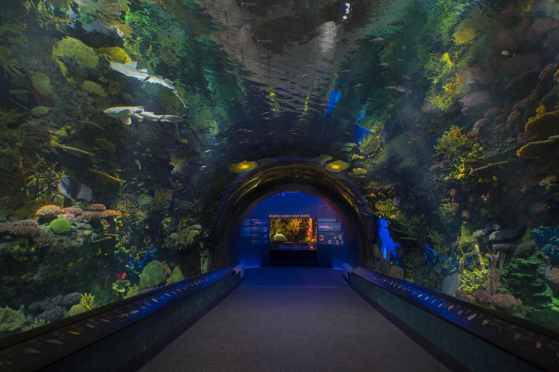 Underwater tunnel (Julie Larsen Maher/WCS)
